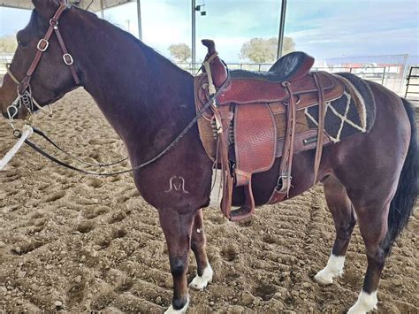 Find ranch horses for sale near you or sell to local buyers