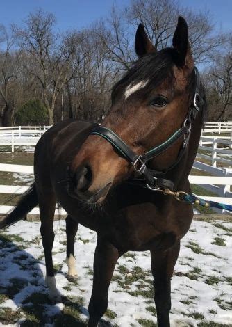 Horse and pony classifieds from local breeders, trainers and rescues. Find horses for sale or adoption. 