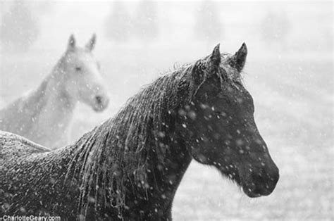 Horses in the Snow- Fun Winter Horse Photos & Videos