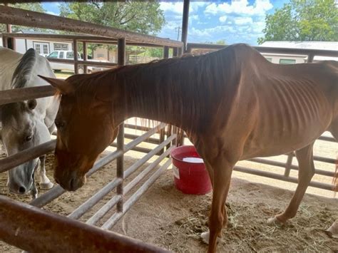 Horses living in 'horrific conditions' taken in by Hill Country shelter
