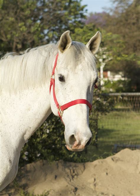Horses near me. The horses listed on our website are being loaned or sold by owners who genuinely care who buys their horse and want only the best possible homes. They are not sold on a first come first served basis. We bring likeminded people together to ensure buying your next horse is as stress-free as possible. Magnum – Loaned through RHRH in … 