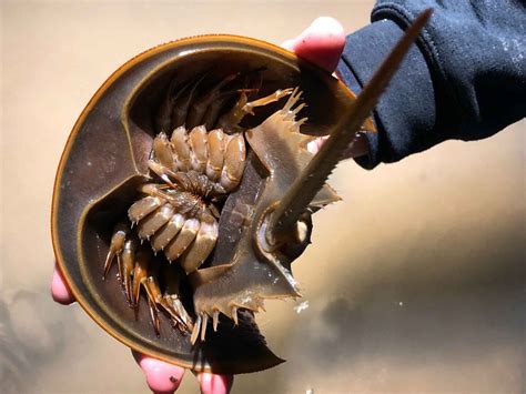 Horseshoe Crab — Hudson River Park