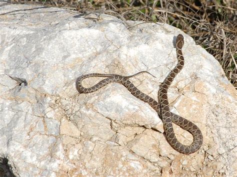 Horseshoe Whip Snake data - Encyclopedia of Life