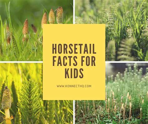 Horsetail Facts - Softschools.com