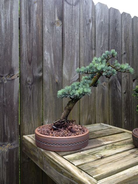 Horstmann Blue Cedar Bonsai Nut