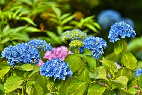 Hortensia snoeien. Wanneer hortensia snoeien & hoe? • Intratuin