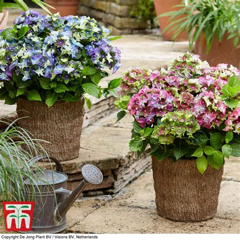 Hortensie Lady Mata Hari ® - Hydrangea macrophylla Lady Mata …