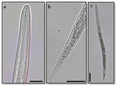 Horticulturae Free Full-Text Root-Knot Nematode Species …