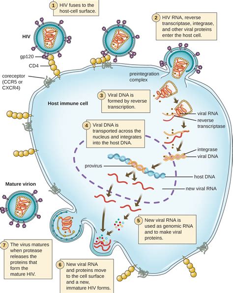 Host And Viral Factors Controlling Hiv Pathogenesis