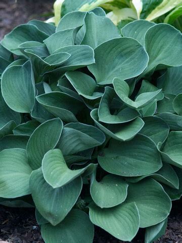 Hosta Blue Mouse Ears -- Bluestone Perennials