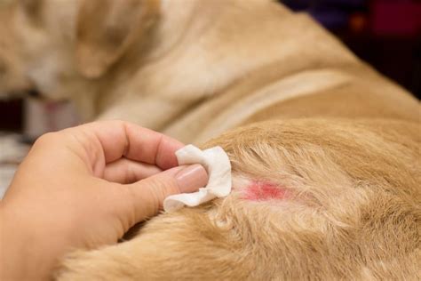 Hot Spots On A Dog : Causes, Symptoms & Treatment