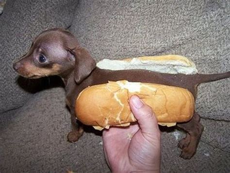 Hot dog pictures funny. Things To Know About Hot dog pictures funny. 