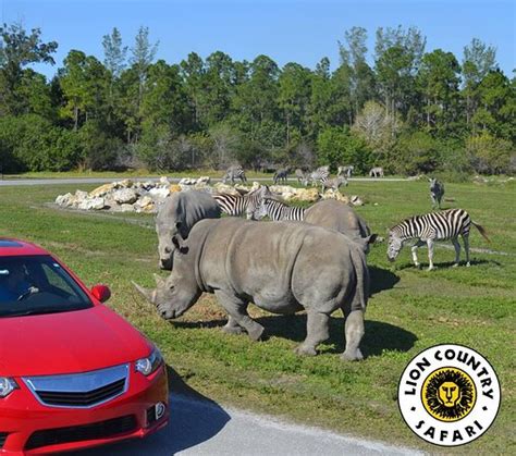 Hotels close to lion country safari. Lion Country Safari. Lion Country Safari is a drive-through safari park and walk-through amusement park located on over 600 acres in Loxahatchee (near West Palm Beach), in Palm Beach County, Florida. Founded in 1967, it … 