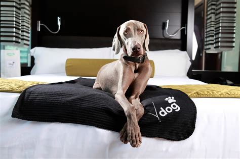 Hotels in vegas that allow dogs. Pup Policies. Up to two dogs allowed of any size or breed per room. Dogs should be up to date with all recommended vaccinations. Pets are not allowed in … 