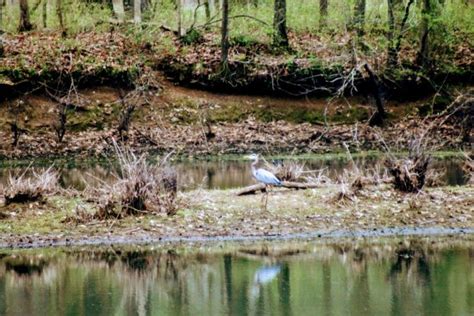 Hotels near Cross Creeks National Wildlife Refuge