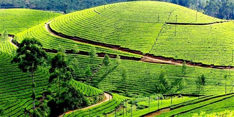 Hotels near Tea Garden And Coffee Plantations in Ooty