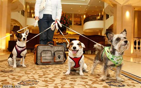 Hotels pets. Waterside Hotel and Suites a South Beach Group Hotel Pet Policy Waterside Hotel and Suites a South Beach Group Hotel allows three pets up to 20 lbs in designated rooms with a $250 refundable deposit. Both dogs and cats are allowed, and pets may be left in rooms unattended. 