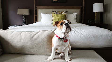 Hotels that allow pets boston. Quality Inn South Boston - Danville East Pet Policy Quality Inn South Boston - Danville East welcomes two pets up to 50 lbs lbs for an additional fee of $15 per pet, per night. However, only three rooms are pet friendly. Guests with pets must call (877) 411-3436 prior to booking to verify availability of a pet-friendly room or risk not being able to check in … 