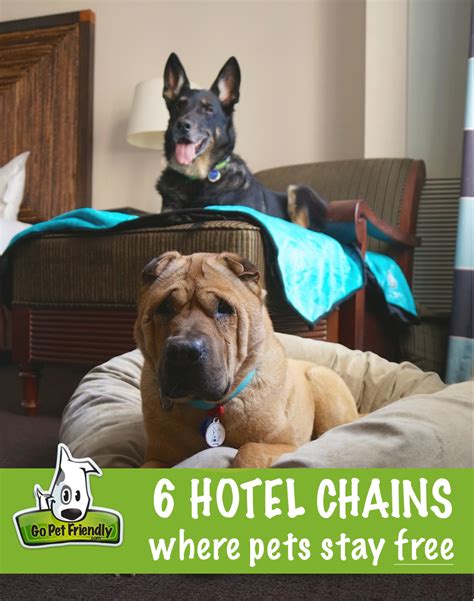 Hotels that take dogs near me. Things To Know About Hotels that take dogs near me. 