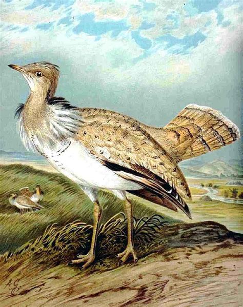 Houbara bustard - Wikipedia