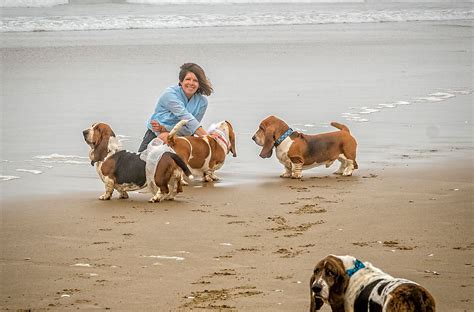 European basset hound mother, breeder, rescuer ️