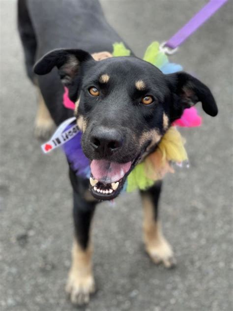 Hounds in pounds wayne nj. Meet Lady Liberty, a Mixed Breed Dog for adoption, at Hounds In Pounds, Inc in Wayne, NJ on Petfinder. Learn more about Lady Liberty today. 