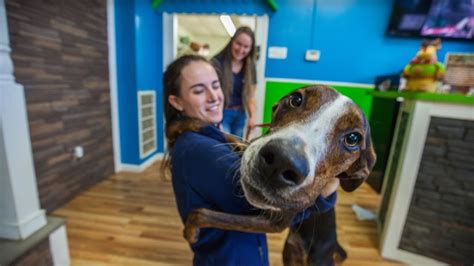 Hounds Town USA. 5,185 likes · 174 talking about this. We do it for the dogs. Doggy Daycare Boarding Pet Spa. Hounds Town USA. 5,185 likes · 174 talking about this. ... . 