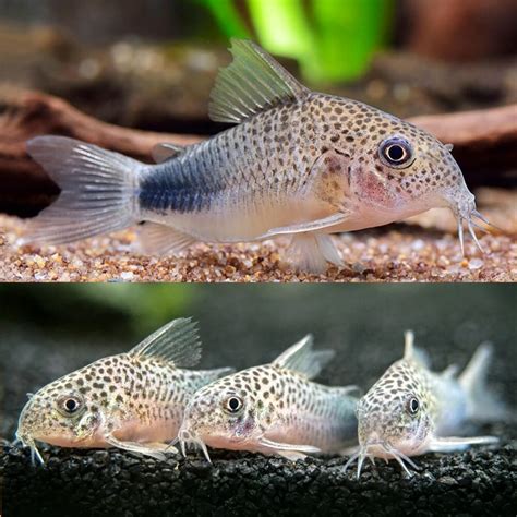 House catfish. Reptiles are the result of amphibians evolving to survive without being close to water. So the fish likely breathes with a primitive lung as it wriggles through the desert, … 