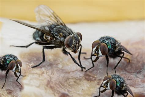 House flies in house. Flies in the house all of a sudden? Common reason is there's infestation nearby or inside your home. Learn how to solve this with a few simple steps. 