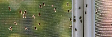 House flies infestation. If you’ve ever experienced an infestation of fruit flies in your house, you know just how annoying and persistent they can be. These tiny insects seem to appear out of nowhere, swa... 