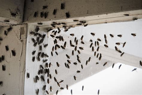 House fly infestation. Feb 3, 2023 ... Having a house full of flies in the winter may sound like an unlikely travesty. However, a fly infestation during cold weather isn't as ... 