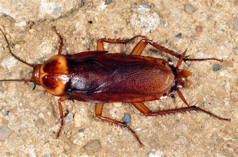 House of cockroaches. Here's what to expect as you read on: Types of cockroaches in my home. German cockroach. Oriental cockroach. American cockroach. Brown-banded … 