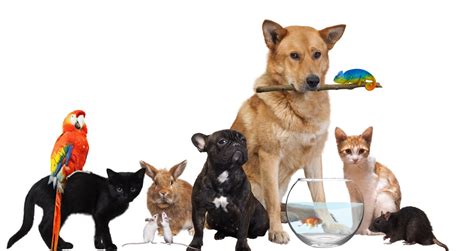 House pets. Pets worldwide, including cats and dogs, have been infected with the virus that causes COVID-19, mostly after close contact with people with COVID-19. The risk of pets spreading COVID-19 to people is low. Do not put masks on pets; masks could harm your pet. Do not wipe or bathe your pet with chemical disinfectants, alcohol, hydrogen peroxide ... 