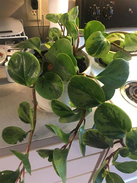 House plant identification. Our Current House Plant Tour. I get asked all the time what my favorite house plants are and honestly, I love them all! There is not one houseplant ( ... 