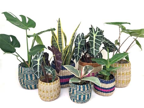 House plants by hendriks. Things To Know About House plants by hendriks. 
