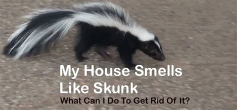 House smells like skunk. Create a mixture using 9 parts water and one part bleach and then spray your hard surfaces with it. Wipe your surfaces down after spraying. Leaving bowls filled with vinegar all-around your home will also help to get rid of the skunk smell in your house. Leave these bowls out for 24 to 48 hours, the vinegar will help to absorb the skunk smell. 