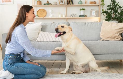 House training a dog. English has become the global language of communication, and it has become essential for people to have a good grasp of it. Whether you need to use it for work or personal reasons,... 