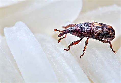 House weevil. The maize weevil looks almost identical to the rice weevil and has a reddish-brown body. However, unlike the rice weevil, the maize pantry weevil has clearly defined ridged markings on its wing covers. The average size of maize weevils is 0.09” to 0.2” (2.3 – 5 mm) long. Maize weevil larvae are creamy-white and slightly taper to the tail end. 