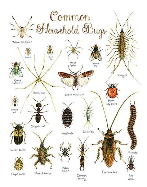 Household bug identifier. Mar 23, 2023 · The Most Common Kitchen Bugs. The most common bugs in the kitchen are gnats, tiny beetles, various types of pantry weevils, cockroaches, odorous house ants, fruit flies, and Indianmeal moths. You’ll find the annoying insects under kitchen appliances, sinks, cabinets, or in drains and especially in damp areas under sinks. 