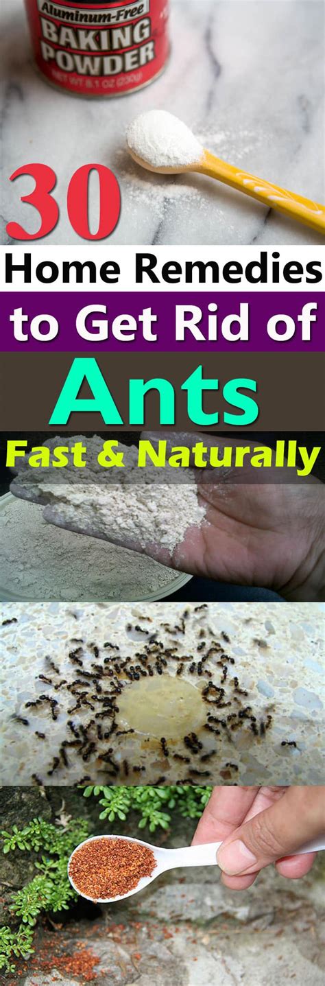 Household ways to get rid of ants. Ants are one of the most common pests that can invade your home. They can be a nuisance and can cause damage to your property. Fortunately, there are several natural methods you ca... 