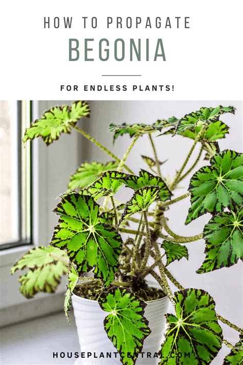 Houseplant Help: 5 Tips to Keep Finicky Begonia Rex Alive