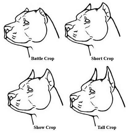 Houston Ear Cropping Recommendations Pit Bull Chat Forum