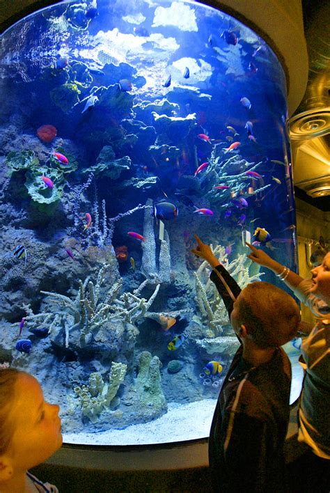 Houston aquarium. According to Tripadvisor travelers, these are the best ways to experience Downtown Aquarium: Houston City Tour and Downtown Aquarium All Rides Pass (From ₱3,633.36) Houston CityPASS® (From ₱4,251.51) NASA's Space Center Admission Plus Houston City Tour (From ₱5,535.35) Houston Sightseeing Tour and … 