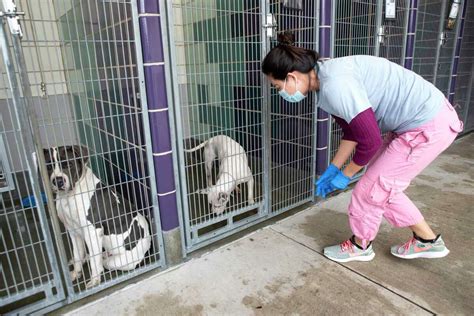 Houston barc. BARC provides shelter, veterinary care, and adoption services for animals in Houston. Learn about BARC's programs, policies, operations, and how to get involved. 
