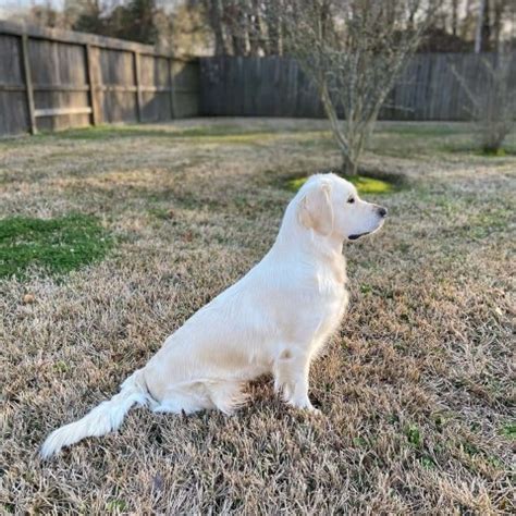 Houston texas golden retriever breeders. .  <a href=https://mpwt.manife...