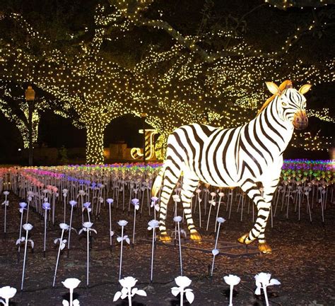 Houston Zoo's Holiday Zoo Lights! TXU Energy Presents Zoo L