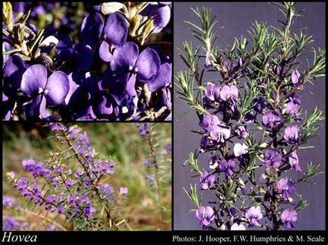 Hovea R.Br.