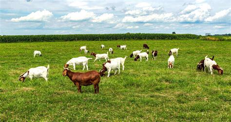 How many goats can you raise on an acre? .