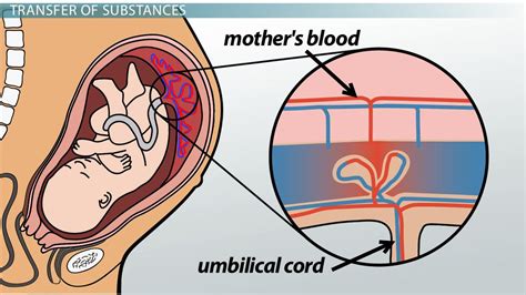 How The Embryo Receives Nutrition While In The Mother’S Womb