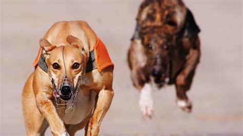 How A Greyhound Dog Can Beat A Cheetah In A Race